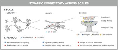 Image-Based Profiling of Synaptic Connectivity in Primary Neuronal Cell Culture